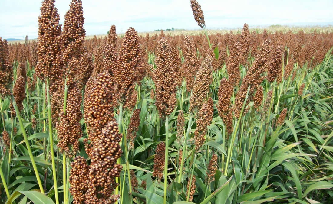 CULTURA DO SORGO